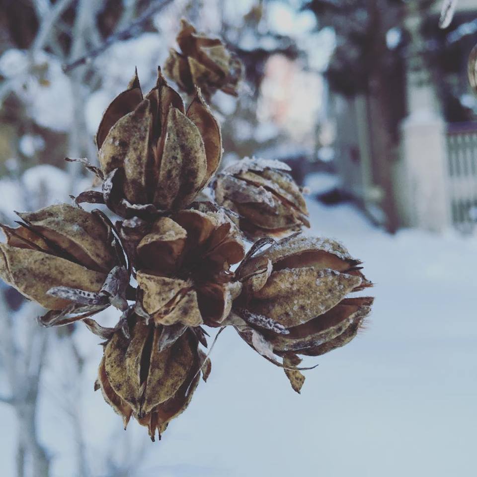 seedpods